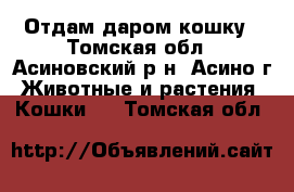 Отдам даром кошку - Томская обл., Асиновский р-н, Асино г. Животные и растения » Кошки   . Томская обл.